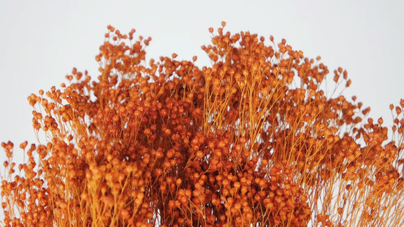 Preserved broom bloom - 1 bunch - Amber