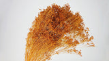 Preserved broom bloom - 1 bunch - Amber