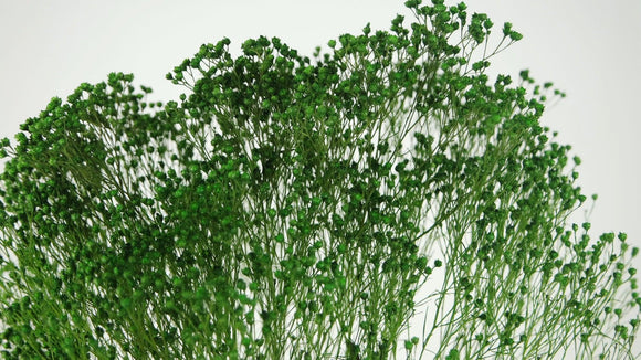 Preserved broom bloom - 1 bunch - Green