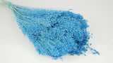 Dried broom bloom - 1 bunch - Azure blue