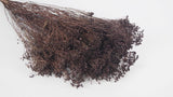 Dried broom bloom - 1 bunch - Deep brown