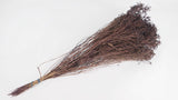 Dried broom bloom - 1 bunch - Deep brown