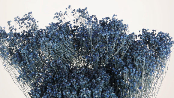 Broom Bloom getrocknet - 1 Strauß - Navy blau - Si-nature