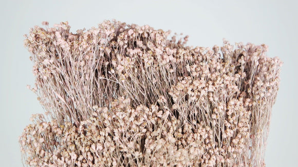 Dried broom bloom - 1 bunch - Powder pink