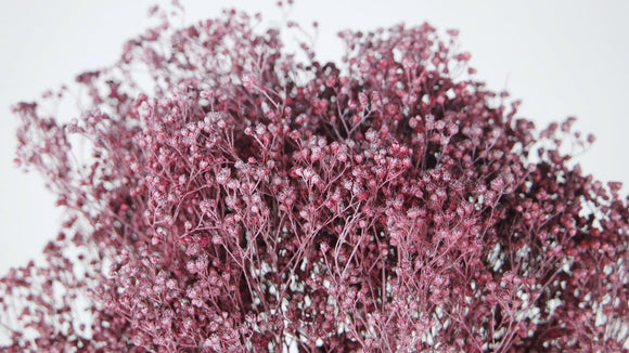 Dried broom bloom - 1 bunch - Frozen cassis