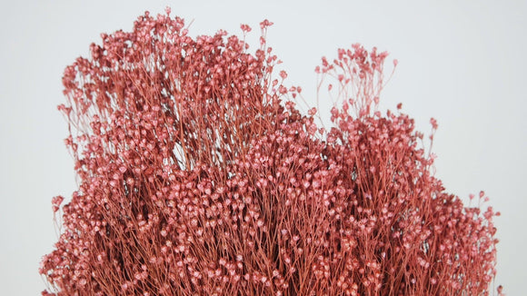 Dried broom bloom - 1 bunch - Vintage pink