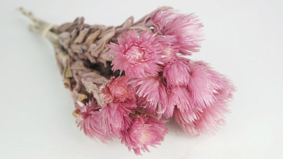 Dried capblumen - 1 bunch - Vintage pink