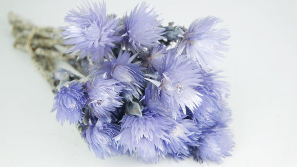 Dried capblumen - 1 bunch - Purple