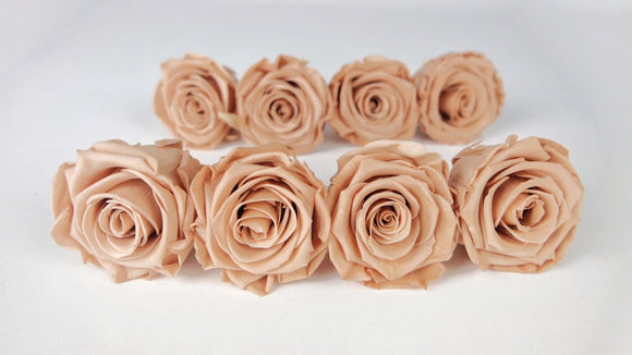 Preserved roses Kiara  5 cm - 8 heads - Nude
