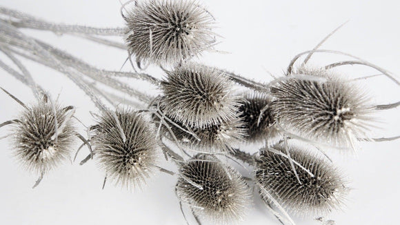 Dried thistle - 1 bunch - Champagne gold