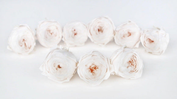 Roses preserved Cocotte Earth Matters - 9 heads - White champage 021