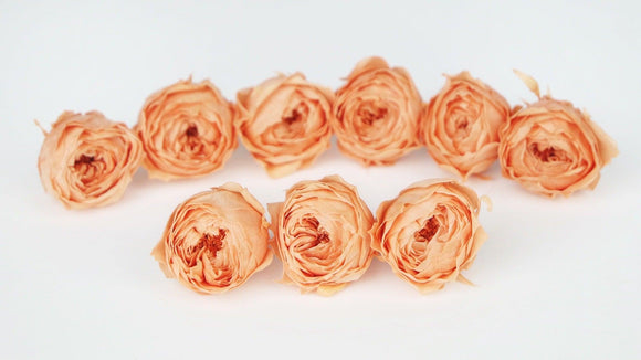 Roses preserved Cocotte Earth Matters - 9 heads - Tart orange 382