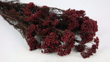 Preserved rice flowers - 1 bunch - Berry