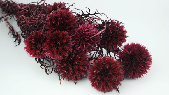 Preserved Echinops - 1 bunch - Berry