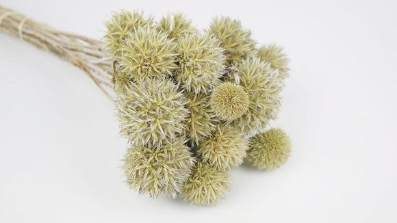 Dried Echinops - 1 bunch - Natural colour