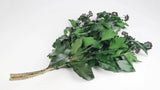 Stabilised ivy with fruits - 1 bunch - Green