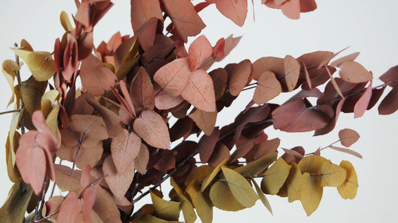 Preserved eucalyptus Stuartiana - 1 bunch - Autumn