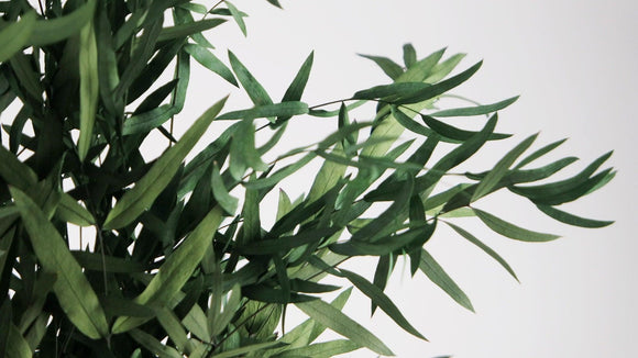 Konservierter Eukalyptus Nicoli - 1 Bund - Grün