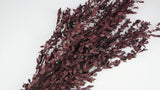 Konservierter Eukalyptus Parvifolia - 1 Bund - Rot - Si-nature