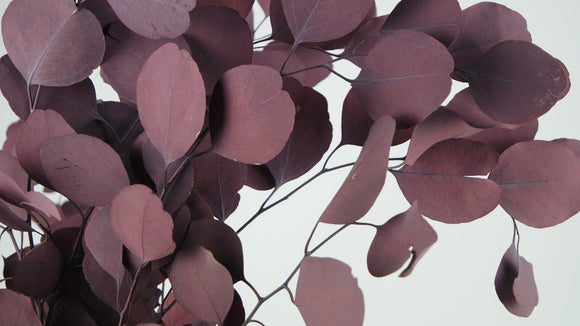 Konservierter Eukalyptus Populus - 1 Bund - Rot