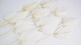 Dried Palm spear M - 10 stems - White