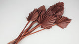 Dried Palm spear M - 10 stems - Hazelnut