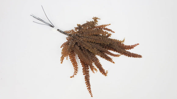 Felci fern preserved - 6 stems - Amber