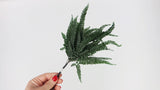 Felci fern preserved - 6 stems - Green