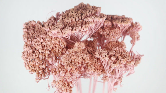Dried achillea Parker - 1 bunch - Powder pink