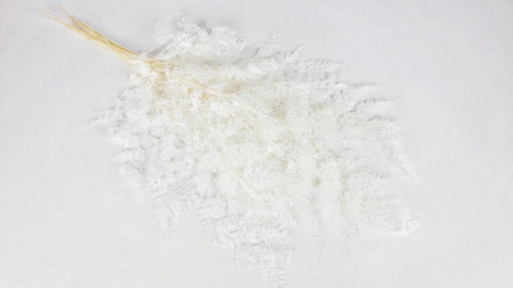 Farn Schneeflocke konserviert - 10 Stiele - Weiß