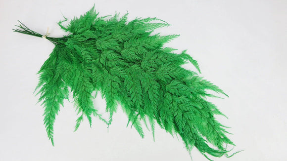 Farn Schneeflocke konserviert - 10 Stiele - Grasgrün