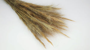 Dried Fox Tail Gras - 1 bunch - Natural colour