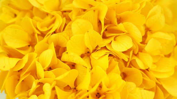 Stabilised hydrangea - 1 head - Yellow