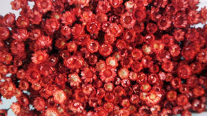 Glixia dried - 1 bunch XL - Red poppy