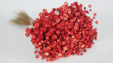 Glixia dried - 1 bunch XL - Red poppy