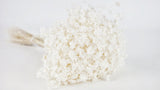Glixia dried - 1 bunch XL - White