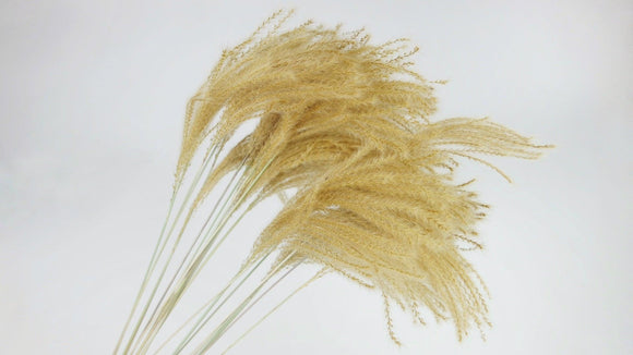 Golden Grass - 20 stems - Natual colour