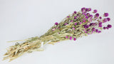 Gomphrena - 1 paquete - color natural violeta