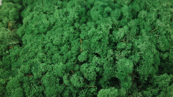 Lichen preserved - 5 kg - Grass green