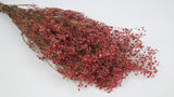 Gypsophila conservada - 1 manojo - Baya