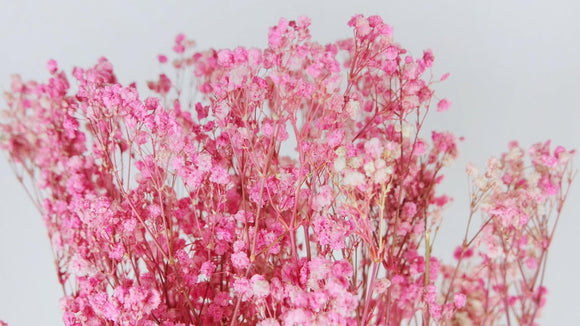 Preserved gypsophila - 1 bunch - Pink and white