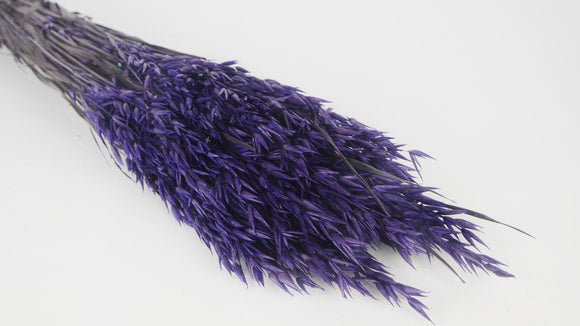 Dried Oats - 1 Bunch - Dark Purple