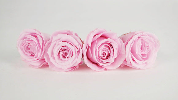 Stabilisierte Rosen 5,5 cm - 4 Stück - Hellrosa