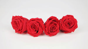 Preserved roses 5,5 cm - 4 rose heads - Light red