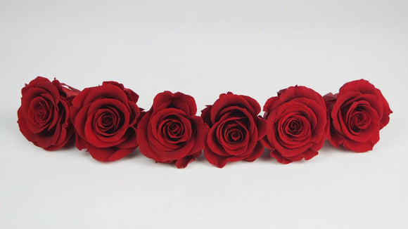 Preserved roses 5 cm - 6 heads - Light red
