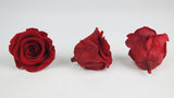 Stabilisierte Rosen 5 cm - 6 Stück - Hellrot - Si-nature