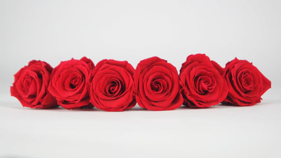 Preserved roses 6,5 cm - 6 rose heads - Light red