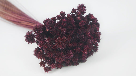 Dried hill flowers - 1 bunch - Berry