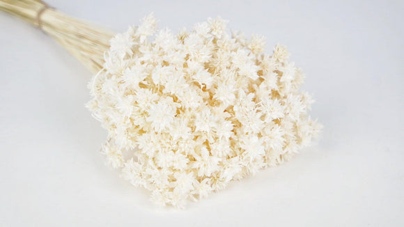 Dried hill flowers - 1 bunch - White