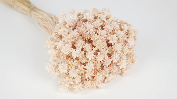Dried hill flowers - 1 bunch - Lychee
